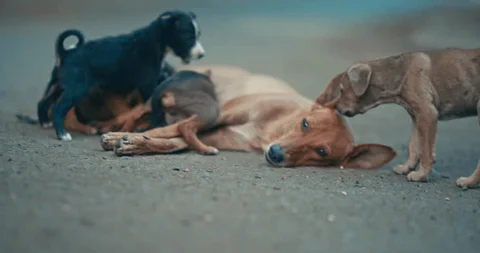 Supreme Court Stray Dog Order – Verdict, Rahul Gandhi & PETA’s Opposition, Public Reaction